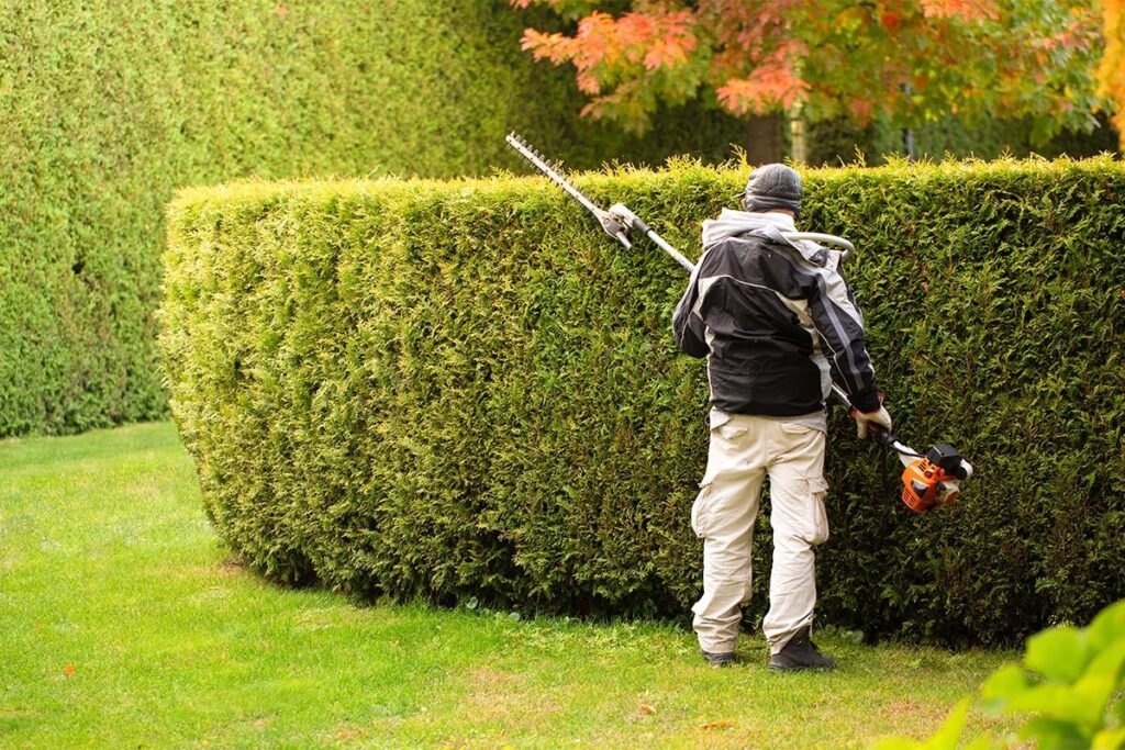 Hedge Trimming Services