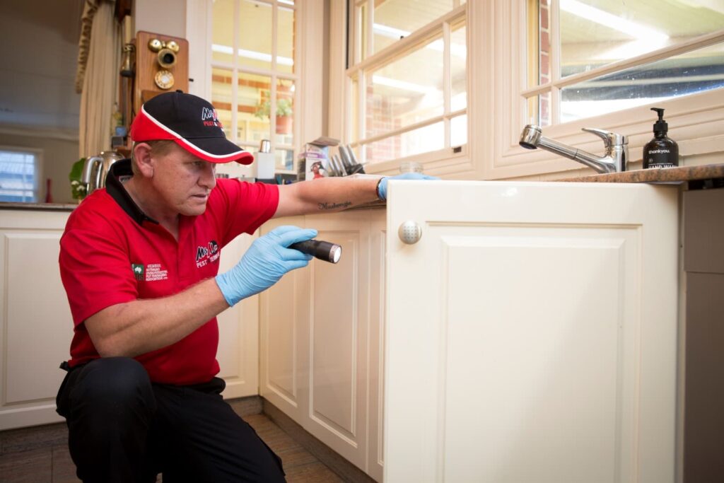 Choosing the Right Exterminator in Sydney for Lasting Pest Solutions