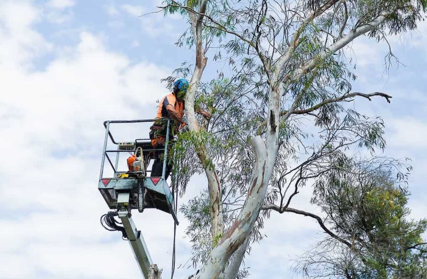 Arborist Crows Nest
