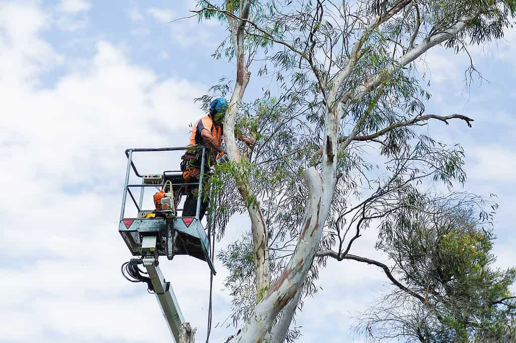 Arborist Crows Nest
